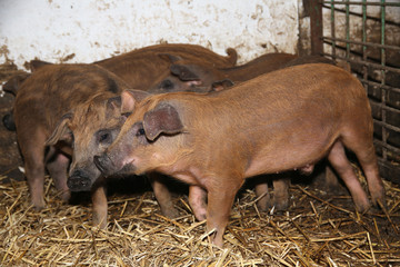 Lot of newborn piglets at bio animal farm