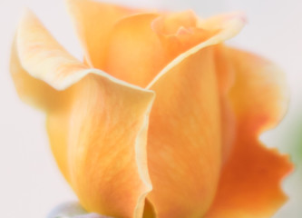 orange rose close up 