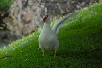 white duck with open wings