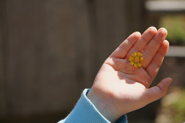 Little yellow flower in the boy's hand