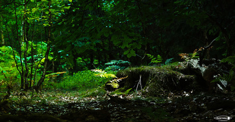 My green place