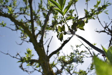 Tree branches in the early spring with green leaves on a sunny day