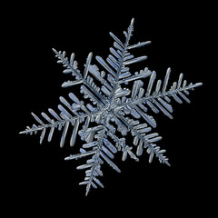 Snowflake isolated on black background. Macro photo of real snow crystal: elegant stellar dendrite...