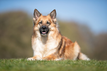 happy dog ​​has a great time