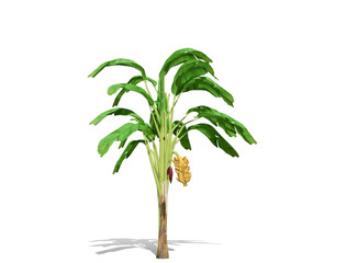 Fototapeta na wymiar 3D rendering - Banana tree isolated over a white background use for natural poster or wallpaper design, 3D illustration Design.