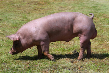 Photo of a beautiful clean domestic pig