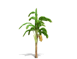 3D rendering - Banana tree  isolated over a white background use for natural poster or  wallpaper design, 3D illustration Design.