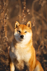 Naklejka na ściany i meble Gorgeous red Shiba inu dog sitting in the forest at golden sunset