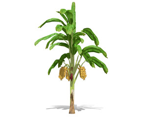 3D rendering - Banana tree  isolated over a white background use for natural poster or  wallpaper design, 3D illustration Design.