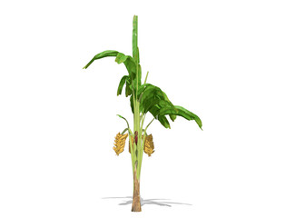 3D rendering - Banana tree  isolated over a white background use for natural poster or  wallpaper design, 3D illustration Design.