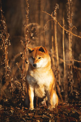 Naklejka na ściany i meble Cute red Shiba inu dog sitting in the forest at golden sunset