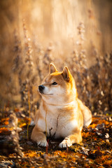 Cute red Shiba inu dog lying in the field at golden sunset