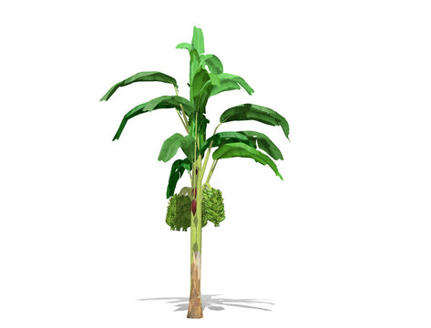 3D rendering - Banana tree  isolated over a white background use for natural poster or  wallpaper design, 3D illustration Design.