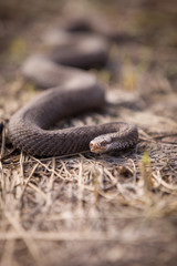 Viper crawling on the dried grass land on a sunny day. Venomous snake, which is extremely widespread in most parts of Western Europe.