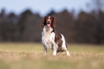 happy dog ​​has a great time