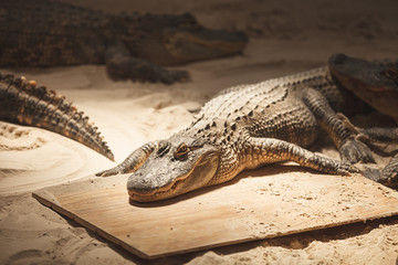 A few very cute little alligators are shown in the Everglades National Park, Florida, America.