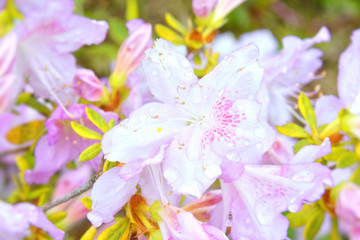 I fiori dell'azalea con le gocce di pioggia