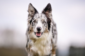 happy dog ​​has a great time