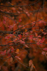 Hojas naranjas entre otoño