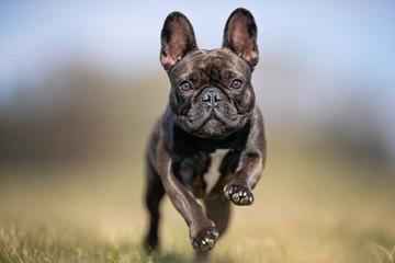 happy dog ​​has a great time