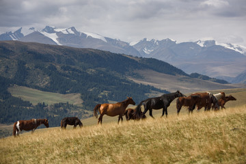 Fototapeta na wymiar Band of horses grazing on Assy Turgen plateau with snow capped Tien Shan mountains Kazakhstan