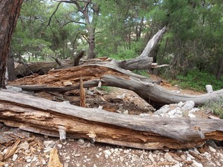 Four National Parks and one Natural Park serve on a 79,366 hectare field in Antalya borders.
