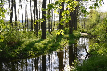 Beautiful river amidst a forest in springtime