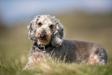 happy dog ​​has a great time