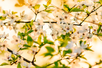cherry blossom at sunrise