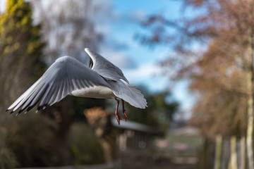 Seagull taking off, wings out stretched.