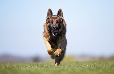 happy dog ​​has a great time