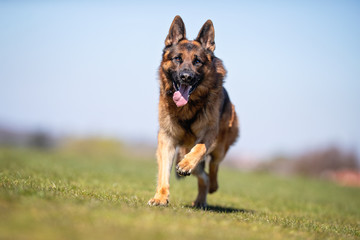 happy dog ​​has a great time