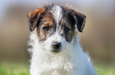 happy dog ​​has a great time