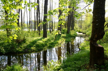 Beautiful river amidst a forest in springtime with tree cut by a beaver