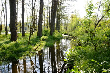 Beautiful river amidst a forest in springtime