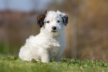 happy dog ​​has a great time