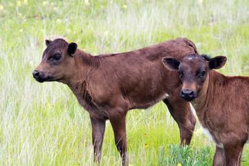 Longhorn Calves