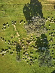 Aerial view of a green field with a lake, holm oaks and a large flock of sheep.