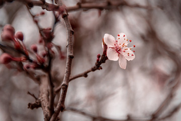 Flor de SAkura rosado y blanco primaveral