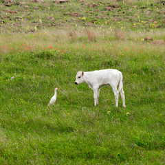 Obraz premium Longhorn Calf