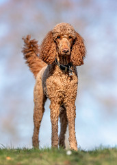 happy dog ​​has a great time