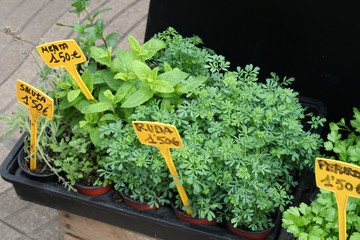 fresh herbs on a weekly food market in Spain