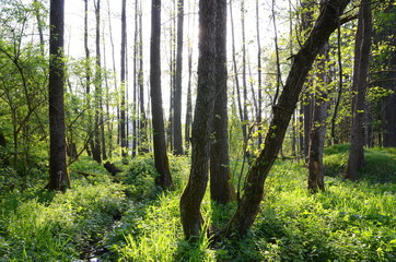 Forest in spring with sun shining through the trees