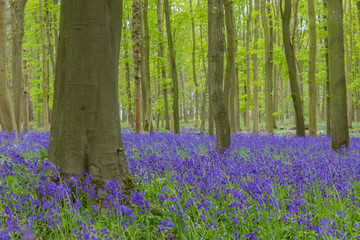 Beautiful bluebell wood in England - forest with flowers