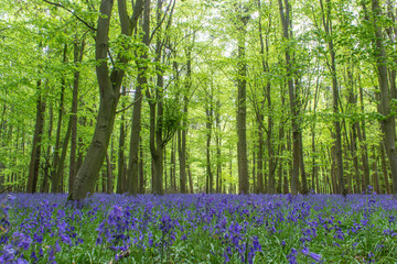 Fototapeta na wymiar Beautiful bluebell wood in England - forest with flowers