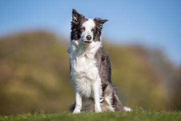 happy dog ​​has a great time