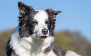 happy dog ​​has a great time