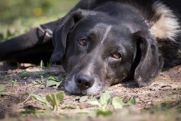 Dog, the brown dog lies down on ground, it is pets that is tame.