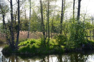 Sun shining through trees at a fishpond in springtime