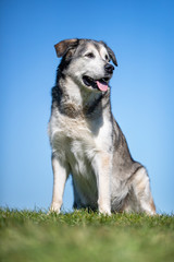 happy dog ​​has a great time